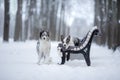 Two dogs on a park bench in winter. Border Collie Together Outdoors in the Snow Royalty Free Stock Photo