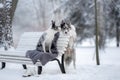 Two dogs on a park bench in winter. Border Collie Together Outdoors in the Snow Royalty Free Stock Photo