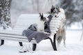 Two dogs on a park bench in winter. Border Collie Together Outdoors in the Snow Royalty Free Stock Photo