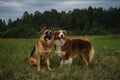 Pets on walk in summer with tongues hanging out. Two dogs in park on green grass posing. Brown Australian standing and