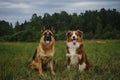 Pets on walk in summer with their tongues sticking out. Two dogs in park on green grass sit and pose. Brown Australian Royalty Free Stock Photo