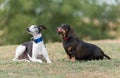 Two dogs in the park