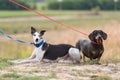 Two dogs in the park