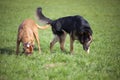 Two dogs in park play together Royalty Free Stock Photo