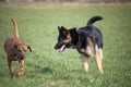 Two dogs in park play together Royalty Free Stock Photo