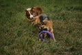 Two dogs in park in summer. Dog wants to catch up round toy and grab it with teeth. Brown Australian Shepherd dog Royalty Free Stock Photo