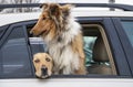 Two dogs in parked car - beautiful elegant collie looking out at world and golden lab peaking out with scared eyes