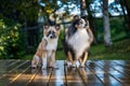 Two dogs are patiently waiting for some delicious treat