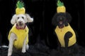 Two dogs pineapple on black backround Royalty Free Stock Photo