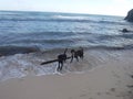 Two dogs play on the beach with a big stick Royalty Free Stock Photo