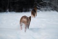 Two dogs play catch up in winter park. Brown aussie rear view. Puppy of Australian shepherd dog, red tricolor with cropped tail