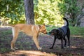 TWO DOGS PLAY IN DOG PARK Royalty Free Stock Photo
