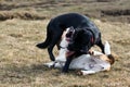 Two dogs play fighting Royalty Free Stock Photo