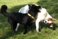 Two dogs play fighting Royalty Free Stock Photo