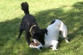 Two dogs play fighting Royalty Free Stock Photo