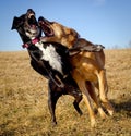 Two dogs play fighting Royalty Free Stock Photo