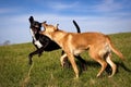 Two dogs play fighting in grassy field Royalty Free Stock Photo