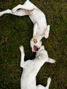 Two dogs play with fun Royalty Free Stock Photo