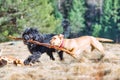 Two dogs play by running with a stick Royalty Free Stock Photo