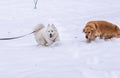 Two dogs play in the snow isolated, a golden retriever and a samoyed like dog on a background snow in a winter park Royalty Free Stock Photo