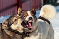 Two dogs play in the snow Royalty Free Stock Photo