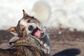 Two dogs play in the snow Royalty Free Stock Photo