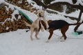 Two dogs play in the snow Royalty Free Stock Photo