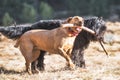 Two dogs play with a stick Royalty Free Stock Photo