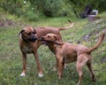 Red Labrador and Rhodesian Ridgeback both biting the same stick Royalty Free Stock Photo