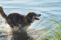 Two dogs play in the summer, swimming in the river and on the shore. Dogs swim. Royalty Free Stock Photo