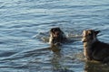 Two dogs play in the summer, swimming in the river and on the shore. Dogs swim. Royalty Free Stock Photo