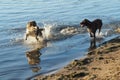 Two dogs play in the summer, swimming in the river and on the shore. Dogs swim. Royalty Free Stock Photo