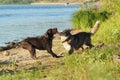 Two dogs play in the summer, swimming in the river and on the shore. Dogs swim. Royalty Free Stock Photo