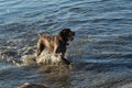 Two dogs play in the summer, swimming in the river and on the shore. Dogs swim. Royalty Free Stock Photo