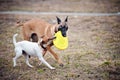 Two dogs play with toy together Royalty Free Stock Photo