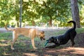 TWO DOGS PLAY IN DOG PARK Royalty Free Stock Photo