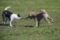 Two dogs play tug of war with a stick