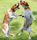 Two dogs playing Royalty Free Stock Photo