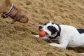 Two dogs playing