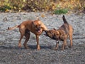 Two dogs playing