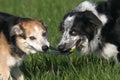 Two dogs playing Royalty Free Stock Photo