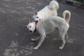 Two dogs playing aggressively. Dogs playing and fighting together outdoor Royalty Free Stock Photo