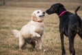 Two dogs playing in the autumn meadow Royalty Free Stock Photo