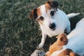 Two dogs playing with a ball Royalty Free Stock Photo