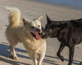 Two dogs are playing at the beach Royalty Free Stock Photo