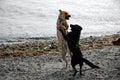 Two Dogs Playing On Beach