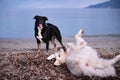 Two dogs playing on the beach Royalty Free Stock Photo