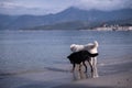 Two dogs playing on the beach Royalty Free Stock Photo