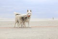 Two dogs playing on the beach Royalty Free Stock Photo