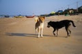 Two dogs playing on beach in summer Royalty Free Stock Photo